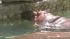 As the temps soared to welcome summer, animals...