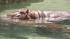 As the temps soared to welcome summer, animals...