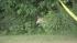 Wolf-dog in Pennypack Park in Northeast...