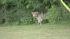 Wolf-dog in Pennypack Park in Northeast...