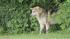 Wolf-dog in Pennypack Park in Northeast...