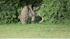 Wolf-dog in Pennypack Park in Northeast...