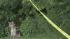 Wolf-dog in Pennypack Park in Northeast...