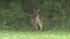 Wolf-dog in Pennypack Park in Northeast...