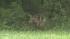 Wolf-dog in Pennypack Park in Northeast...
