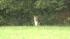 Wolf-dog in Pennypack Park in Northeast...