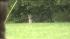 Wolf-dog in Pennypack Park in Northeast...