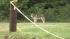 Wolf-dog in Pennypack Park in Northeast...