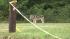 Wolf-dog in Pennypack Park in Northeast...