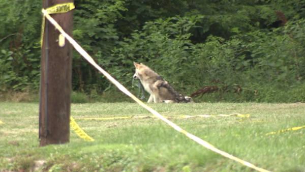Wolf-dog in Pennypack Park in Northeast Philadelphia