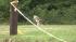 Wolf-dog in Pennypack Park in Northeast...