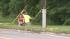 Wolf-dog in Pennypack Park in Northeast...