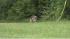 Wolf-dog in Pennypack Park in Northeast...