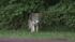 Wolf-dog in Pennypack Park in Northeast...