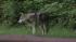 Wolf-dog in Pennypack Park in Northeast...
