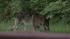 Wolf-dog in Pennypack Park in Northeast...