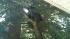 Bear up a tree in Vineland, NJ ::