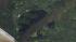 Bear spotted up a tree in Vineland, NJ ::