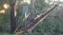 George Conner took this photo of trees torn...