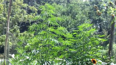 Marijuana plants found in Delaware