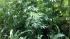 Marijuana plants found in Delaware
