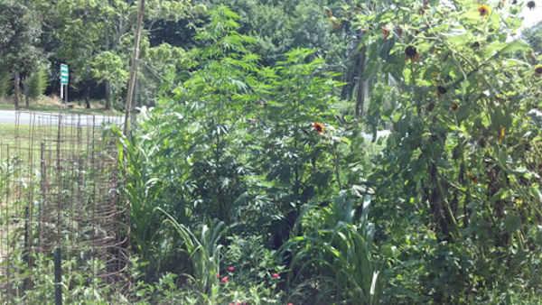 Marijuana plants found in Delaware