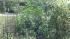 Marijuana plants found in Delaware