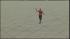 Professional daredevil Nik Wallenda completes an...
