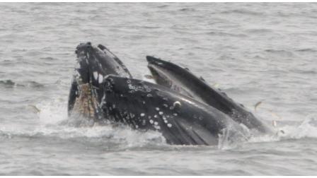 PHOTOS: Whale sighting at the Jersey Shore