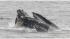 PHOTOS: Whale sighting at the Jersey Shore