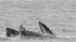 PHOTOS: Whale sighting at the Jersey Shore