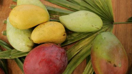 A variety of mangoes are displayed at the 14th annual International Mango Festival at Fairchild Tropical Gardens in Coral Gables, Fla. Saturday, July 8, 2006. There were about 200 varieties of the tropical fruit at the festival, which focused on the mangoes of Old Cuba. Last years mango season was the worst in South Florida in half a century due to hurricanes Katrina and Wilma. (AP Photo/Lynne Sladky)