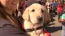 School for working dogs opens in Phila.