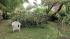 September 18, 2012: Part of a tree came crashing...
