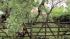 September 18, 2012: Part of a tree came crashing...