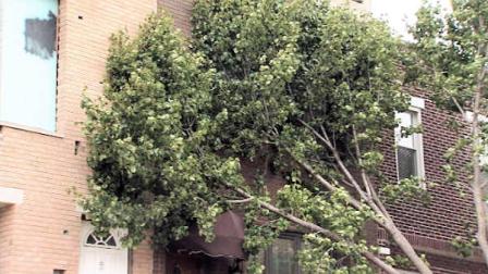 September 18, 2012: In South Philadelphia, a tree limb snapped Tuesday afternoon, causing a large branch to fall against a rowhouse. It happened in the 2800 block of Iseminger Street. No injuries were reported.
