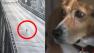 Beagle survives leap off bridge