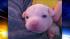 A Delaware County family adopted a young pit...