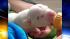 A Delaware County family adopted a young pit...