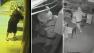 Torresdale pharmacy burglary caught on tape