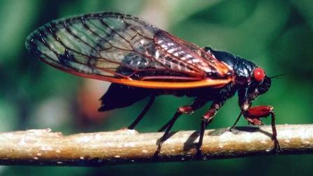 A female cicada lays eggs on a tree branch in this undated handout photo, from the University of Illinois, in Champaign.