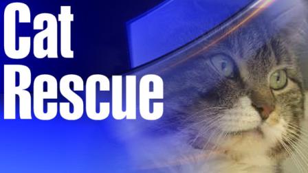 Cat rescue