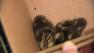 Ducklings rescued