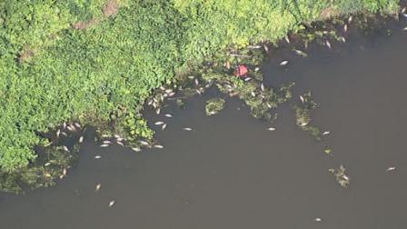 Hundreds of dead fish in Hirsch Lake in Runnemede