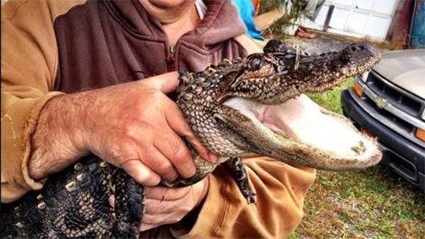 Wildlife officials nab Berks County alligator