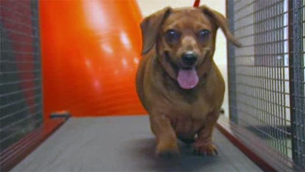 NJ spa helps pets get in shape