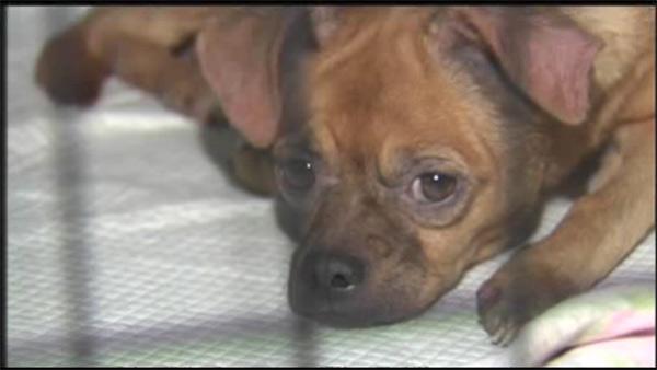 Dog found beaten, tied to tree in Poconos