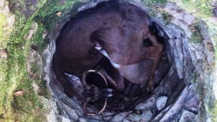 Deer found stuck in Pennsylvania well