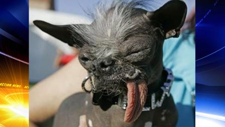 FILE - In a Friday, June 22, 2007 file photo, the Chinese Crested and Chihuahua mix dog Elwood won the title of Worlds ugliest dog of 2007 at the 2007 Worlds Ugliest Dog Contest, in Petaluma, Calif. Elwood died unexpectedly on Thanksgiving morning, Nov. 28, 2013, said his owner, Karen Quigley of Sewell,Calif. She said Elwood had been dealing with some heath issues in recent months but appeared to be doing well. BEN MARGOT, FILE / AP PHOTO