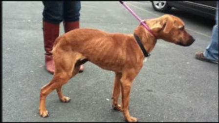 Dog rescued in the Poconos